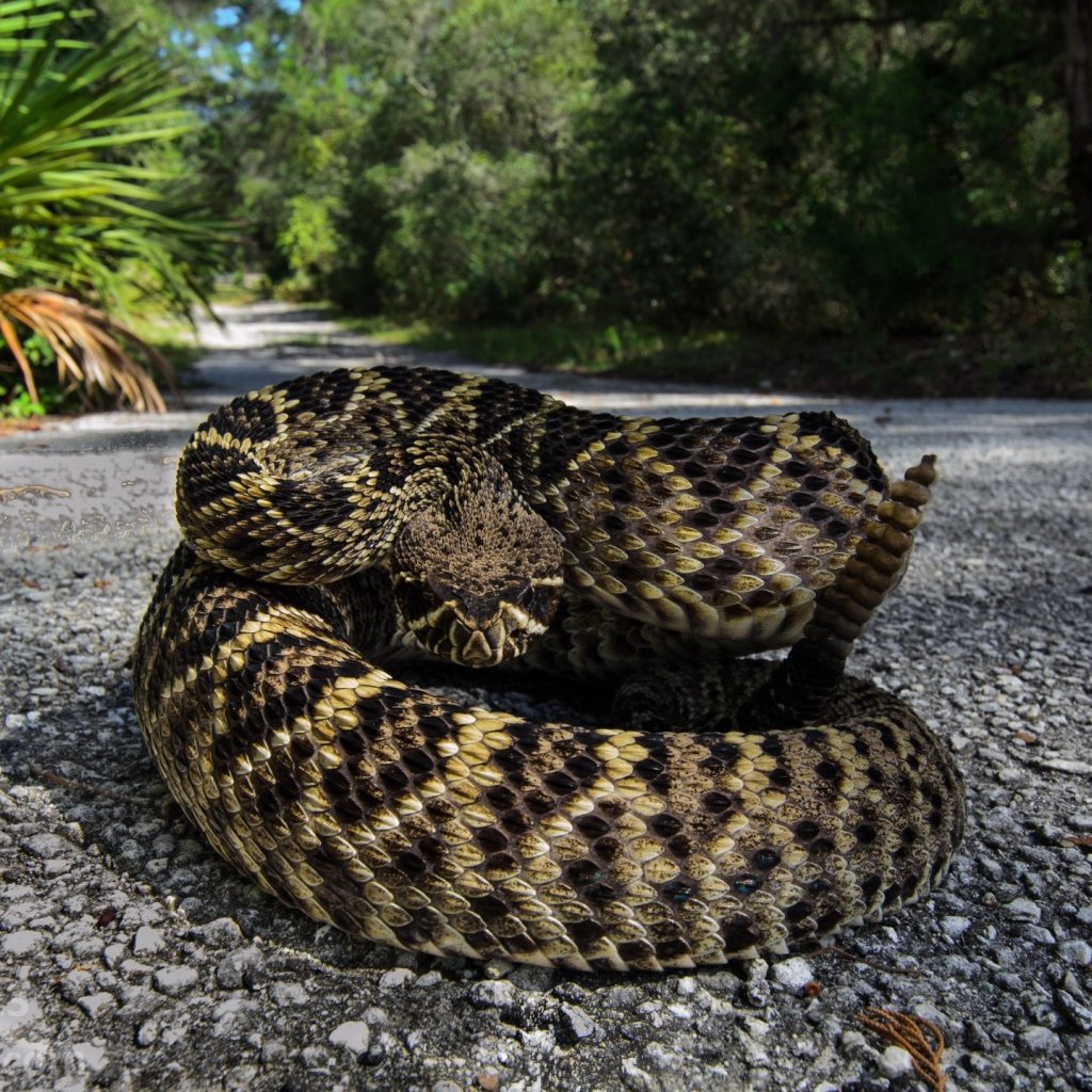 Змея свернулась калачиком на тропинке