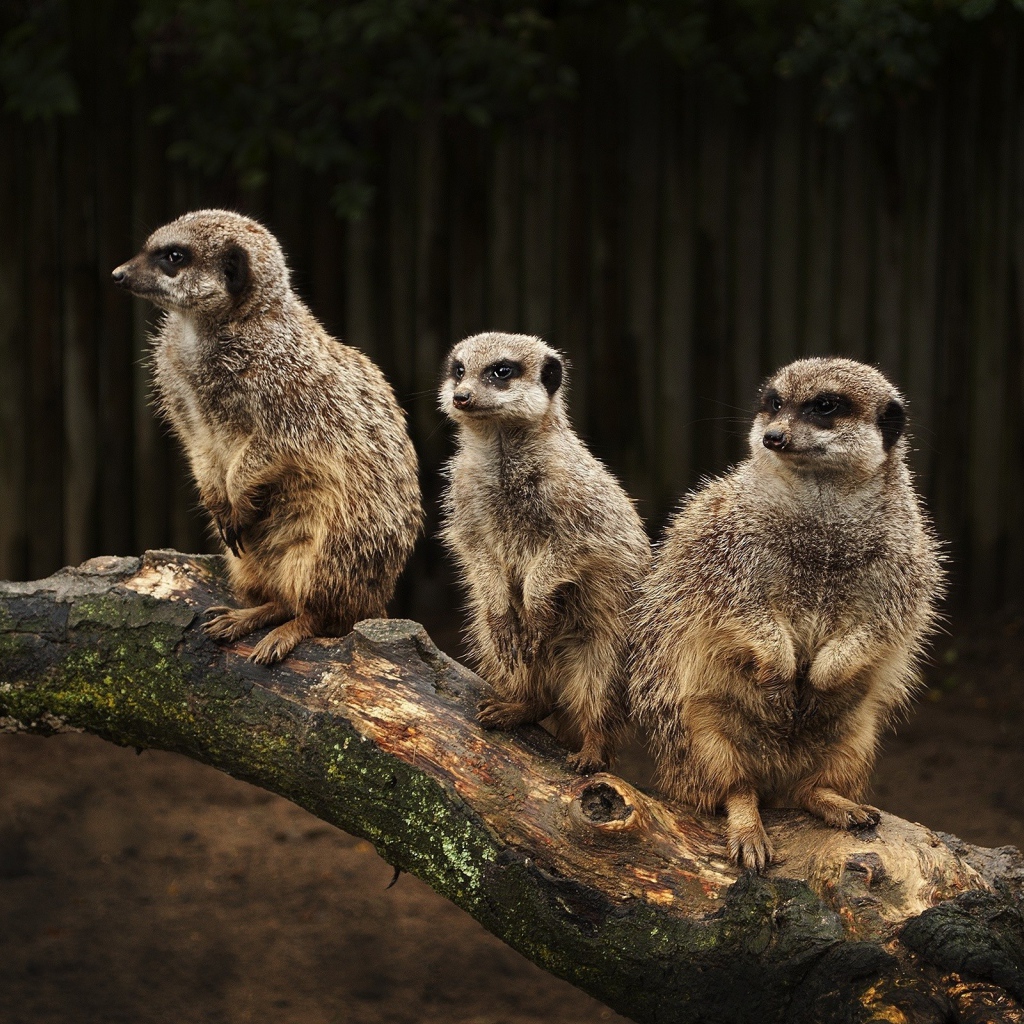 Три сурка на стволе дерева