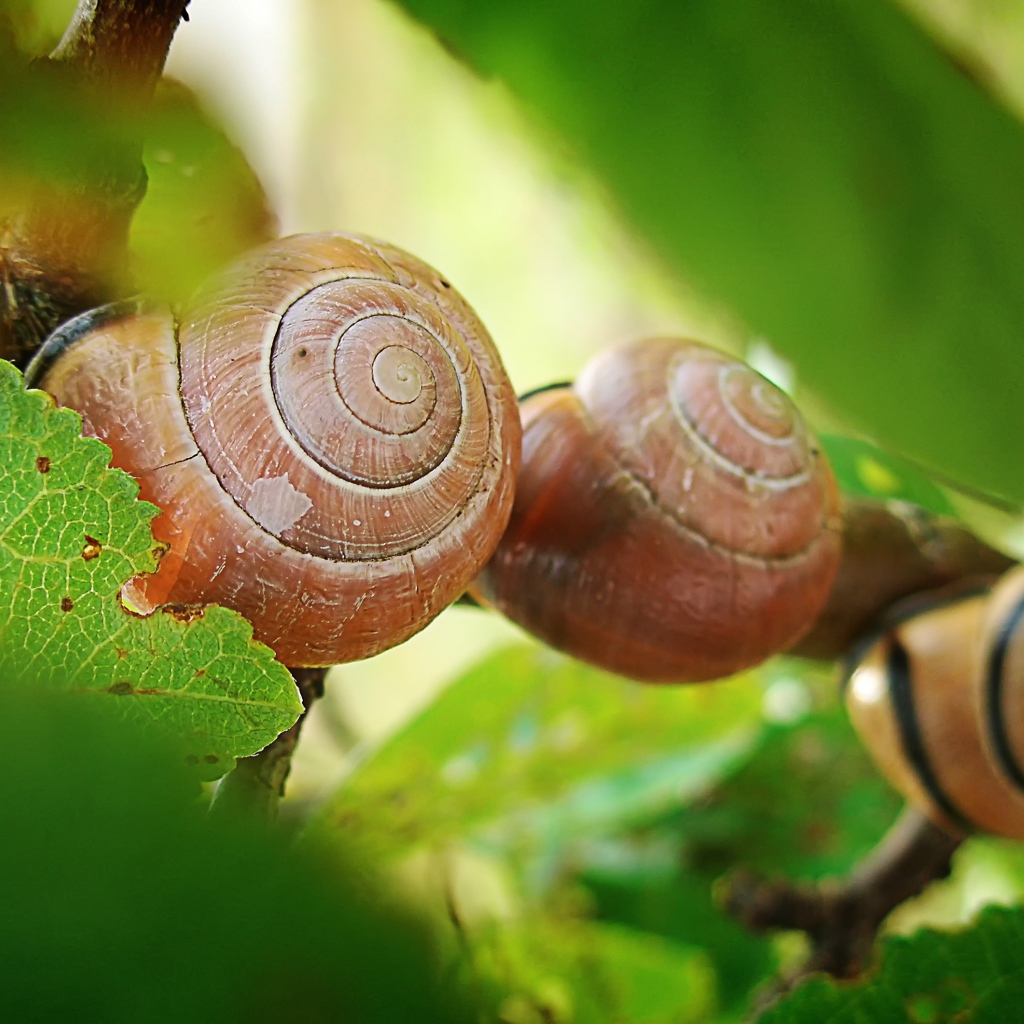 Три улитки на листьях