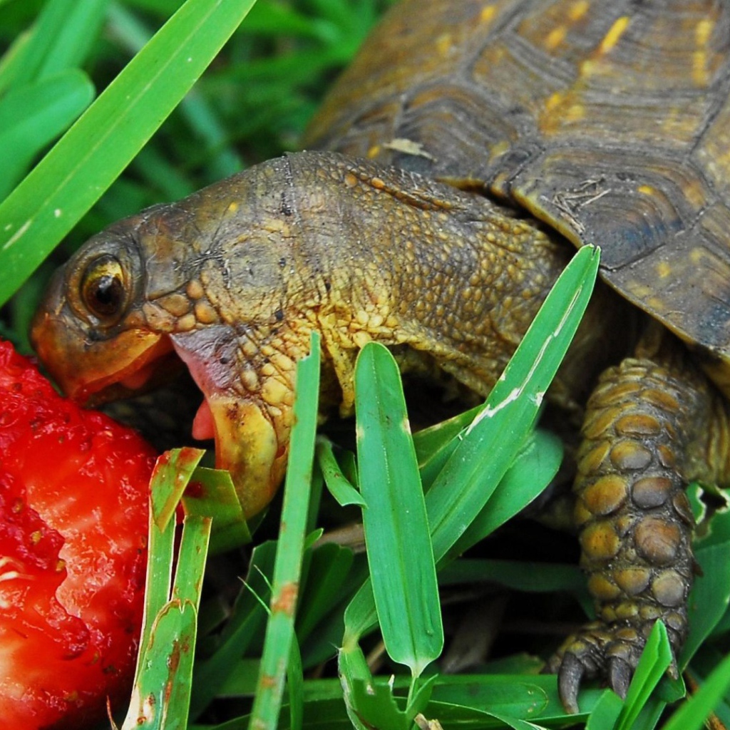 Черепаха ест клубнику