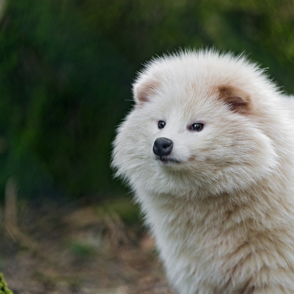 Взлохмаченное белое животное