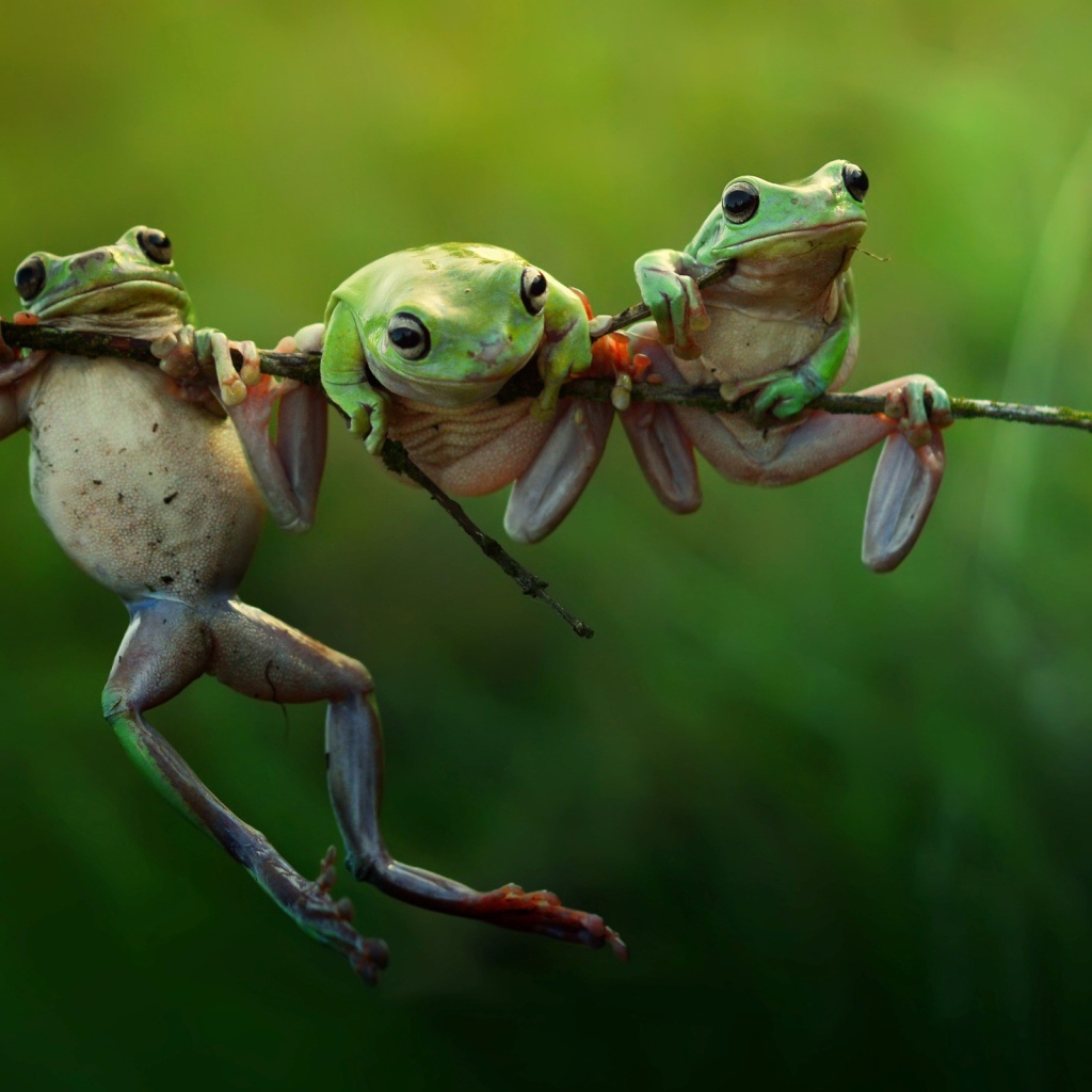 Три лягушки висят на ветке
