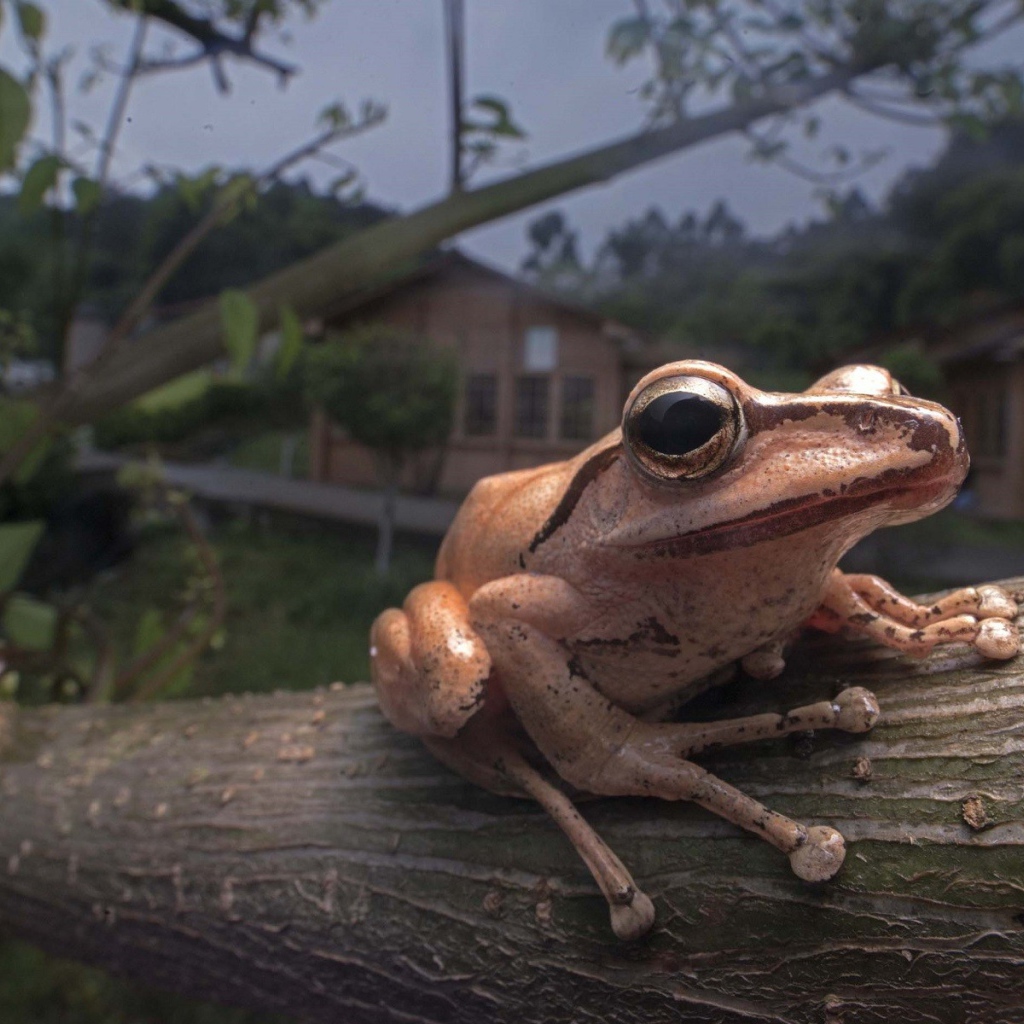 Древесная лягушка сидит на дереве