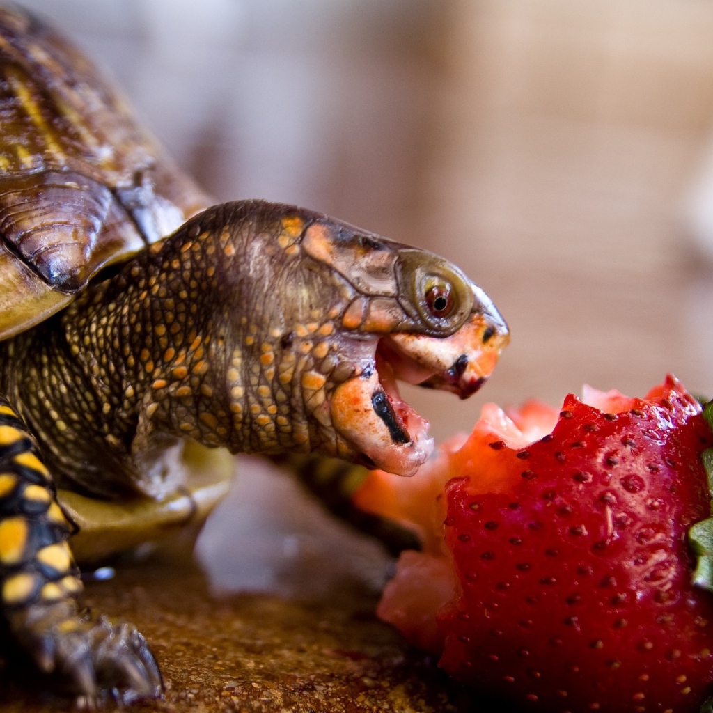 Черепаха с удовольствием ест клубнику