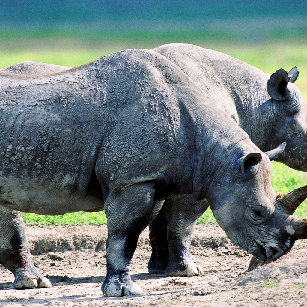 Два старых носорога