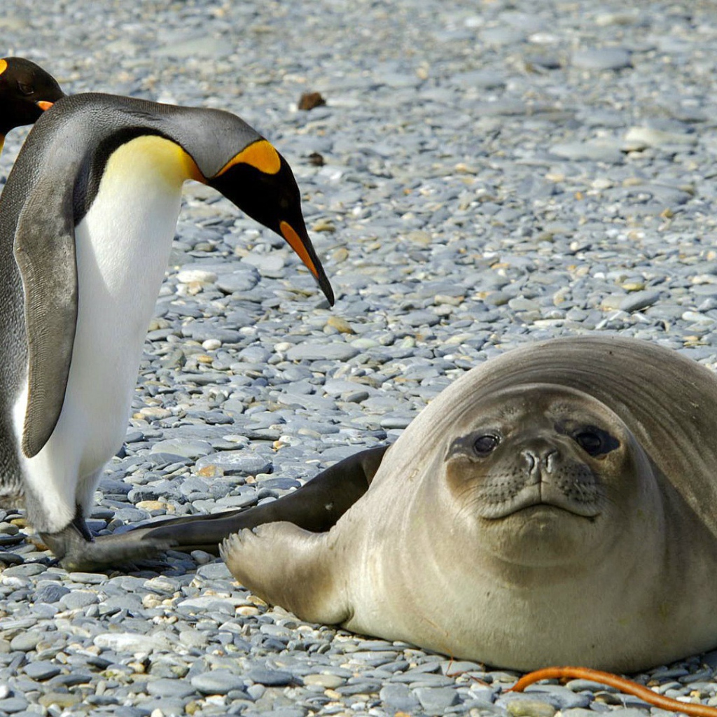 Два пингвина и тюлень