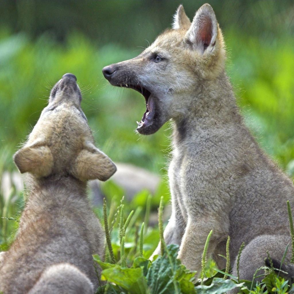 Два детеныша животных на траве