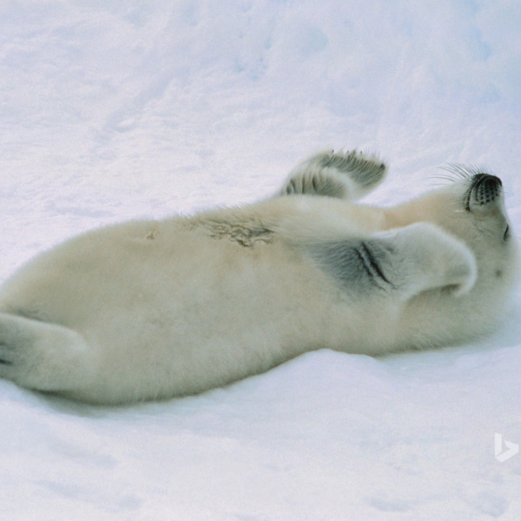 Белый морской котик лежит на спине