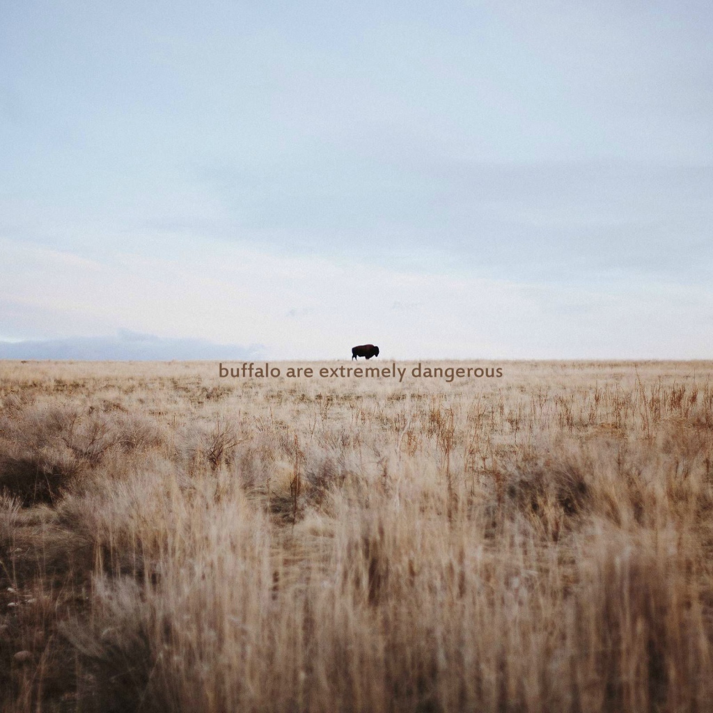 Дикий буйвол очень опасен