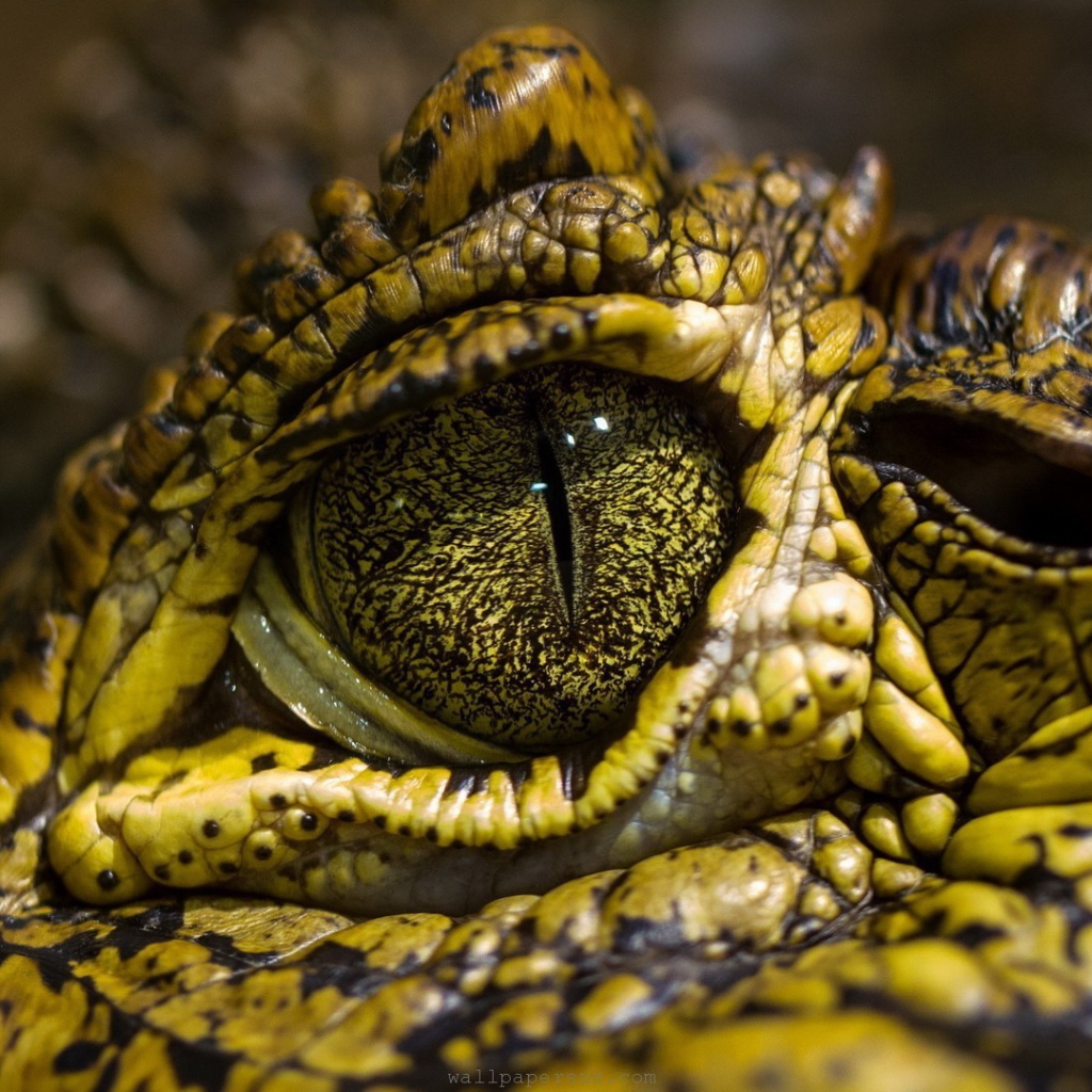 Зелено желтый крокодил