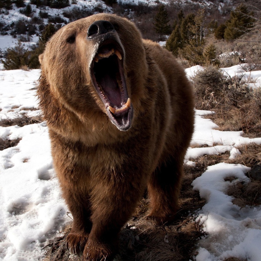 Злой медведь шатун