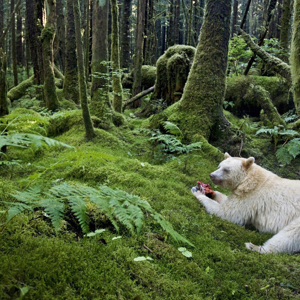 Медведь барибал альбинос