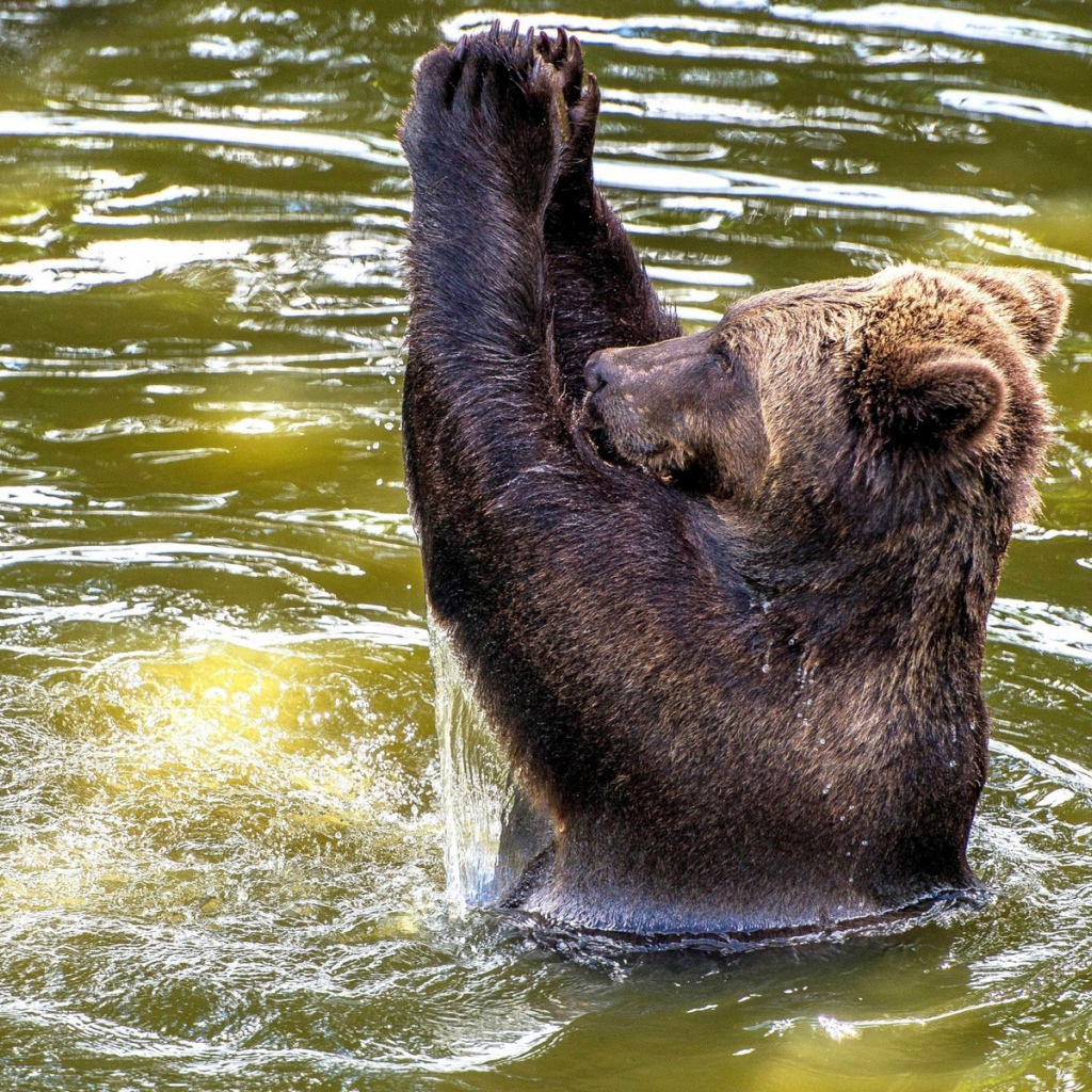Медведь купается в воде