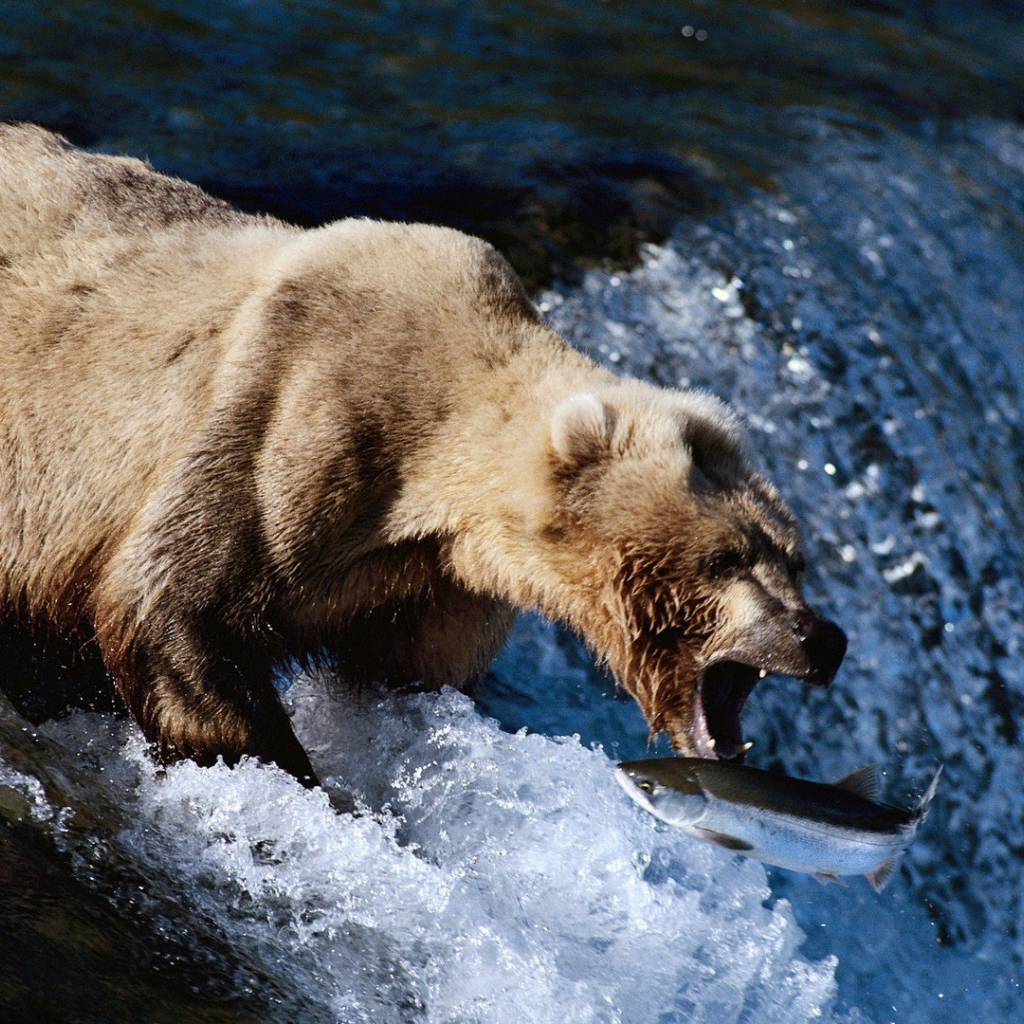 Медведь поймал пастью рыбу