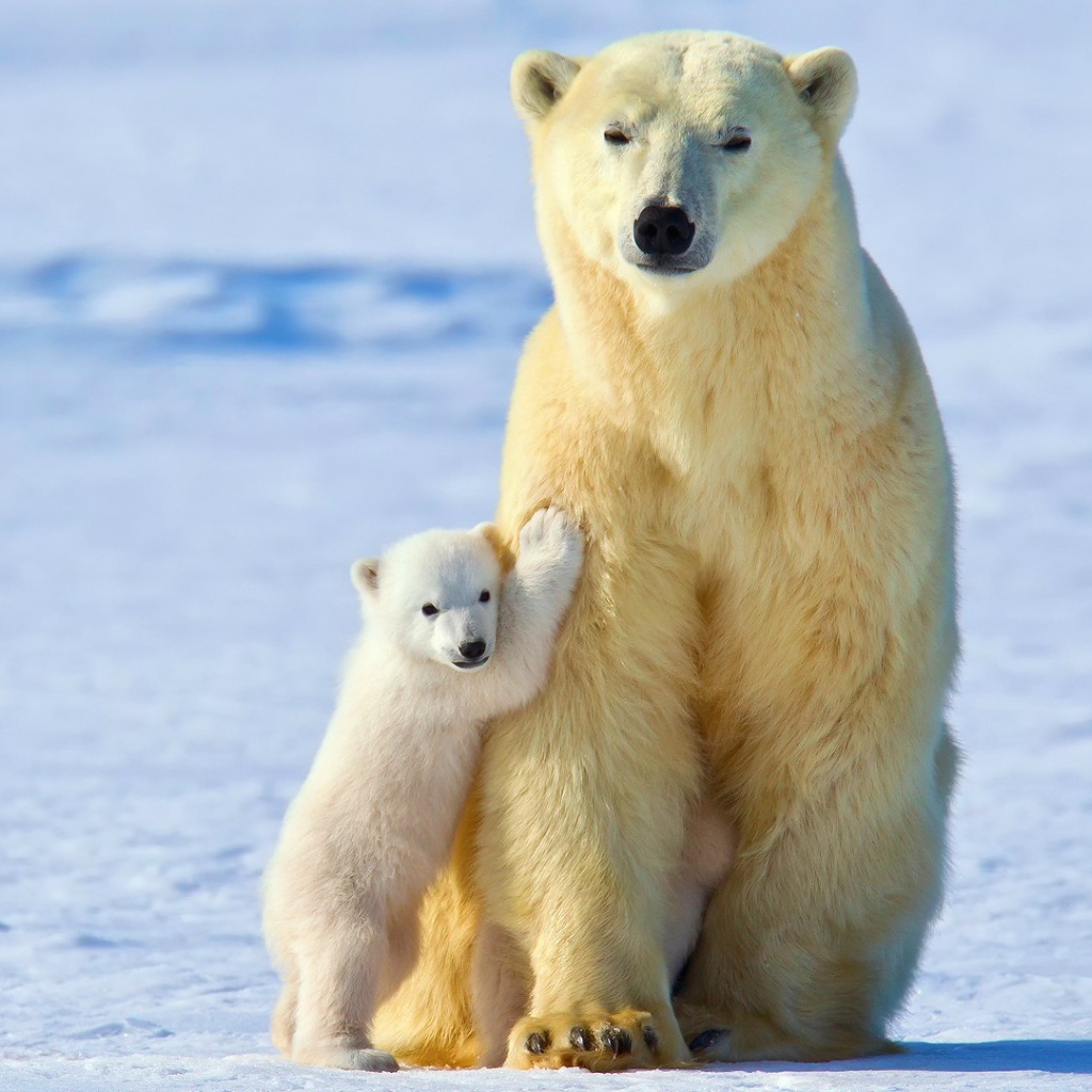 Медвежонок прижался к маме