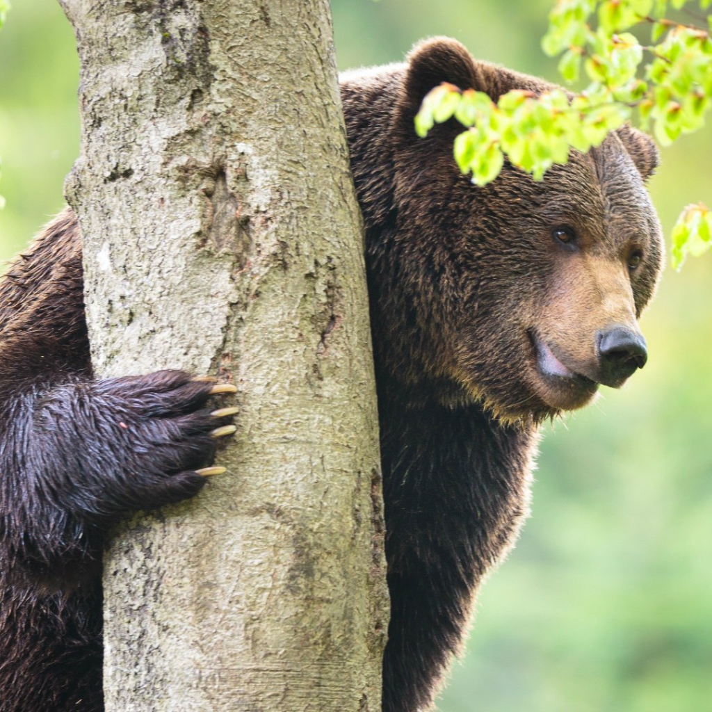 Медведь у дерева