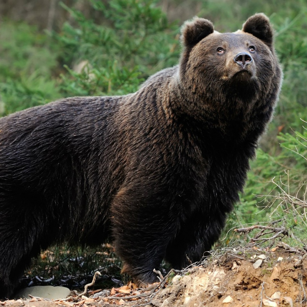 Медведь смотрит вверх