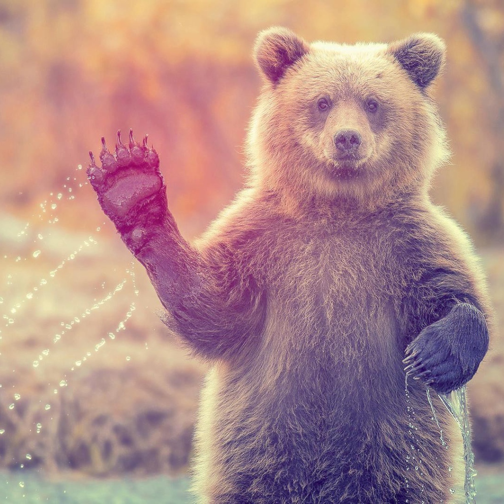 Медведь машет лапой стоя в воде