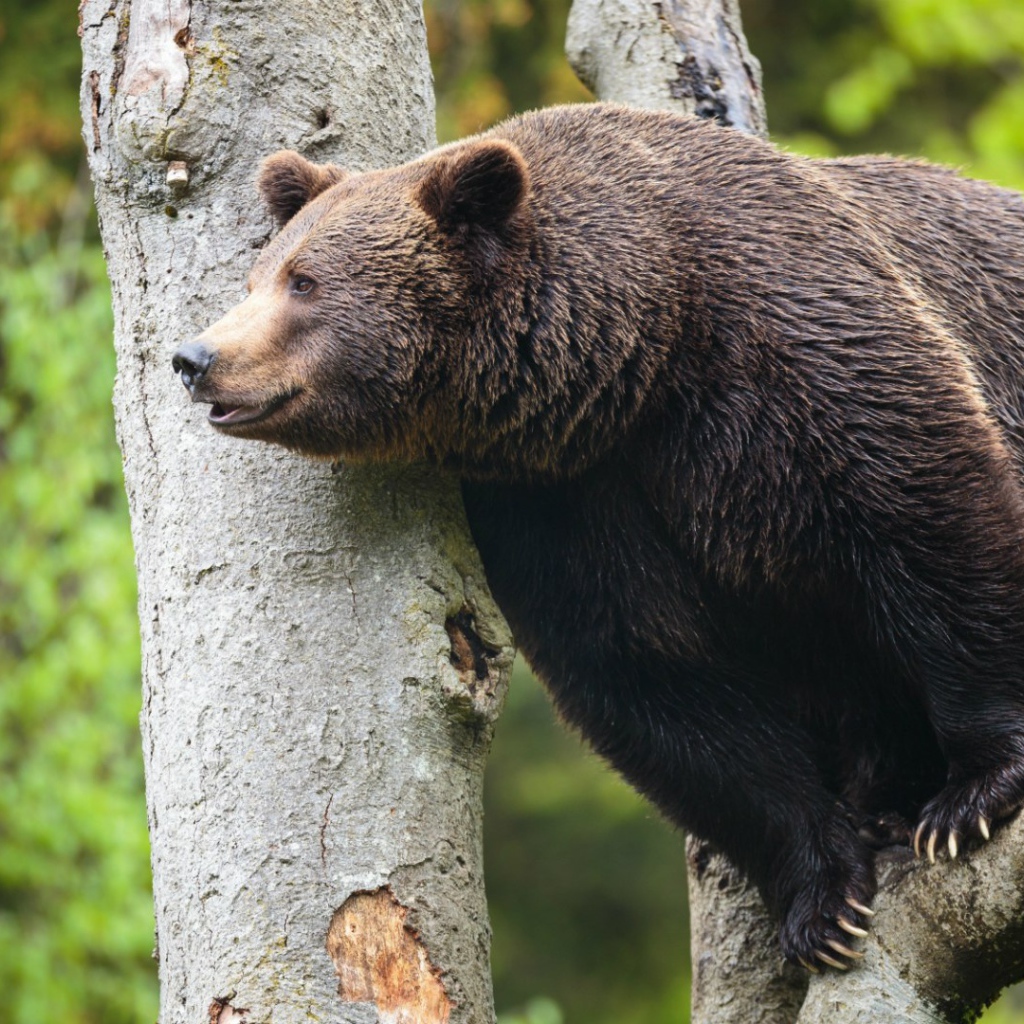 Медведь сидит высоко на дереве