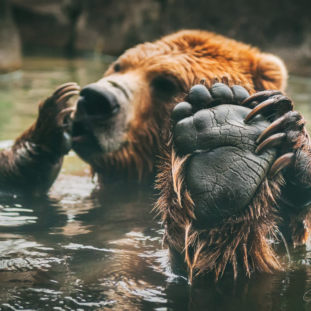 Медведь принимает ванную