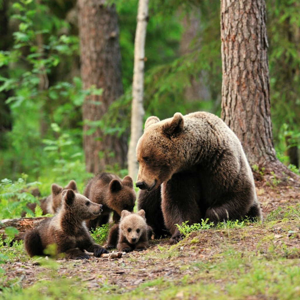 Медведица со своими медвежатами