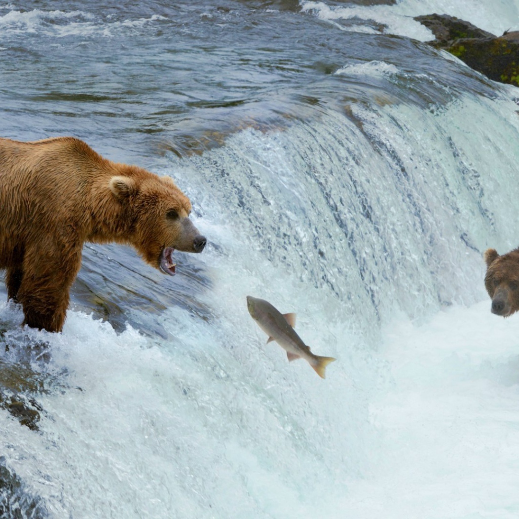 Медведи ловят рыбу, идущую на нерест
