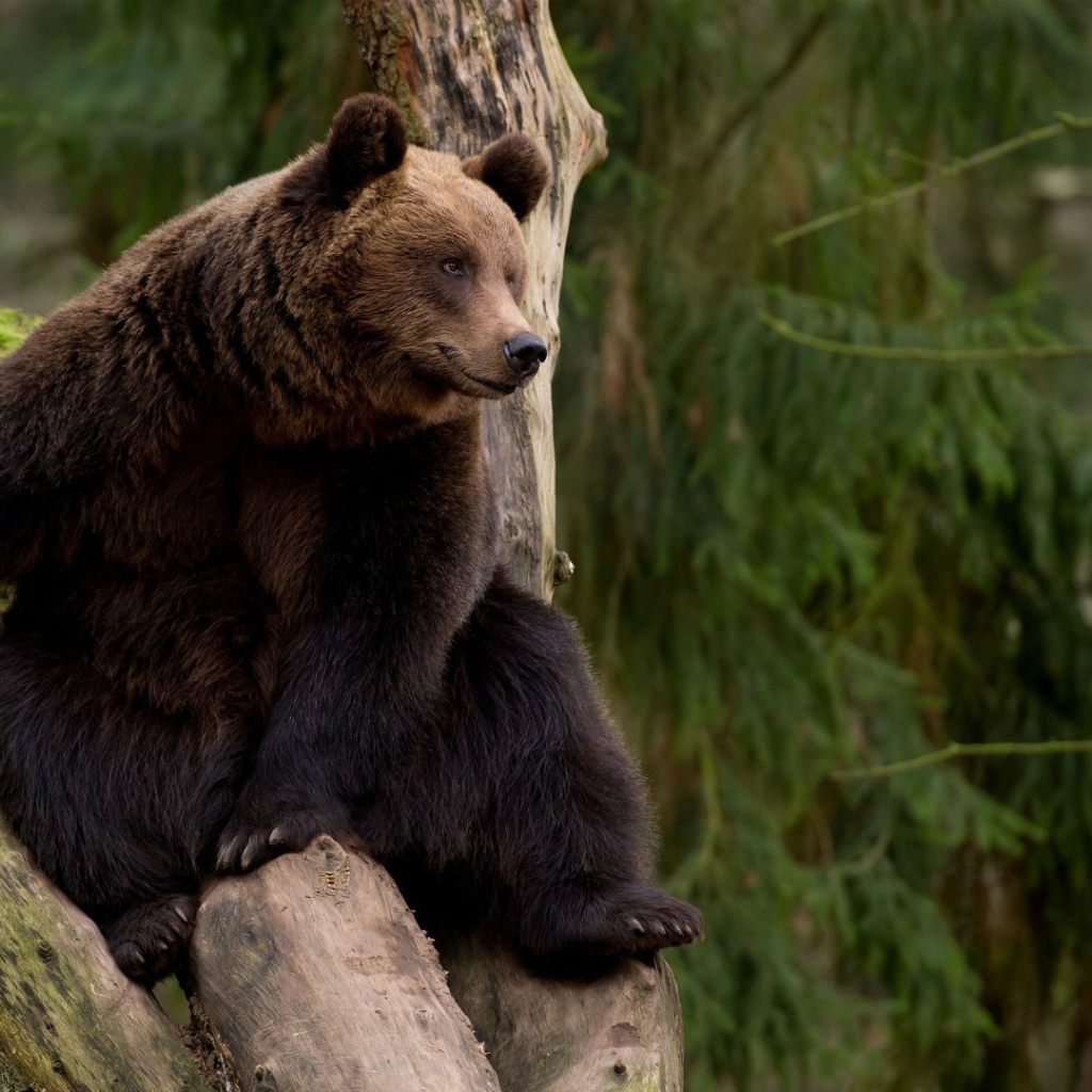 Бурый медведь на дереве