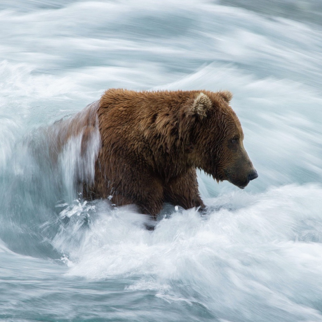 Бурый медведь в бурном потоке
