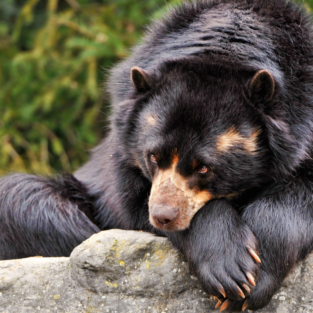 Коричневый медведь грустит