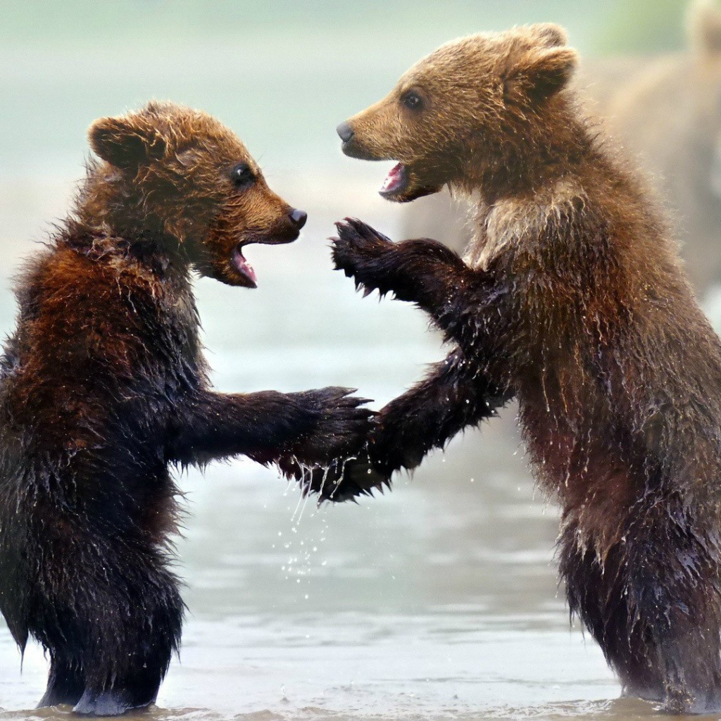 Забавные мокрые медвежата