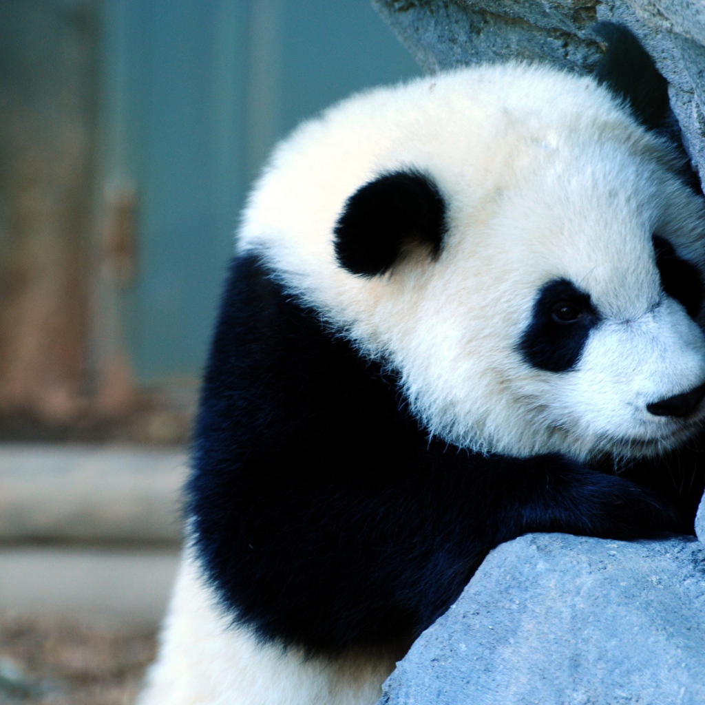 Панда у каменной стены