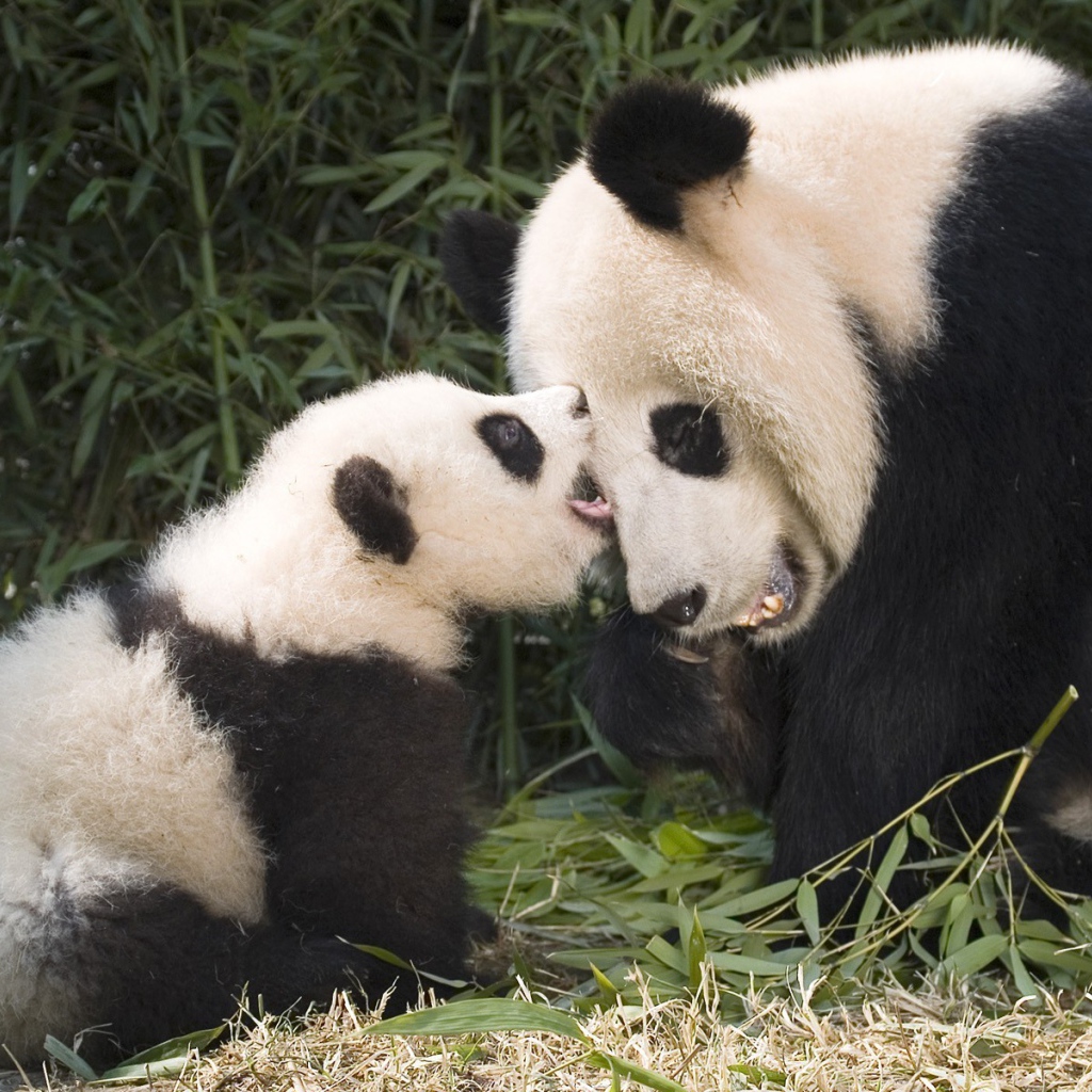 Детеныш панды с мамой