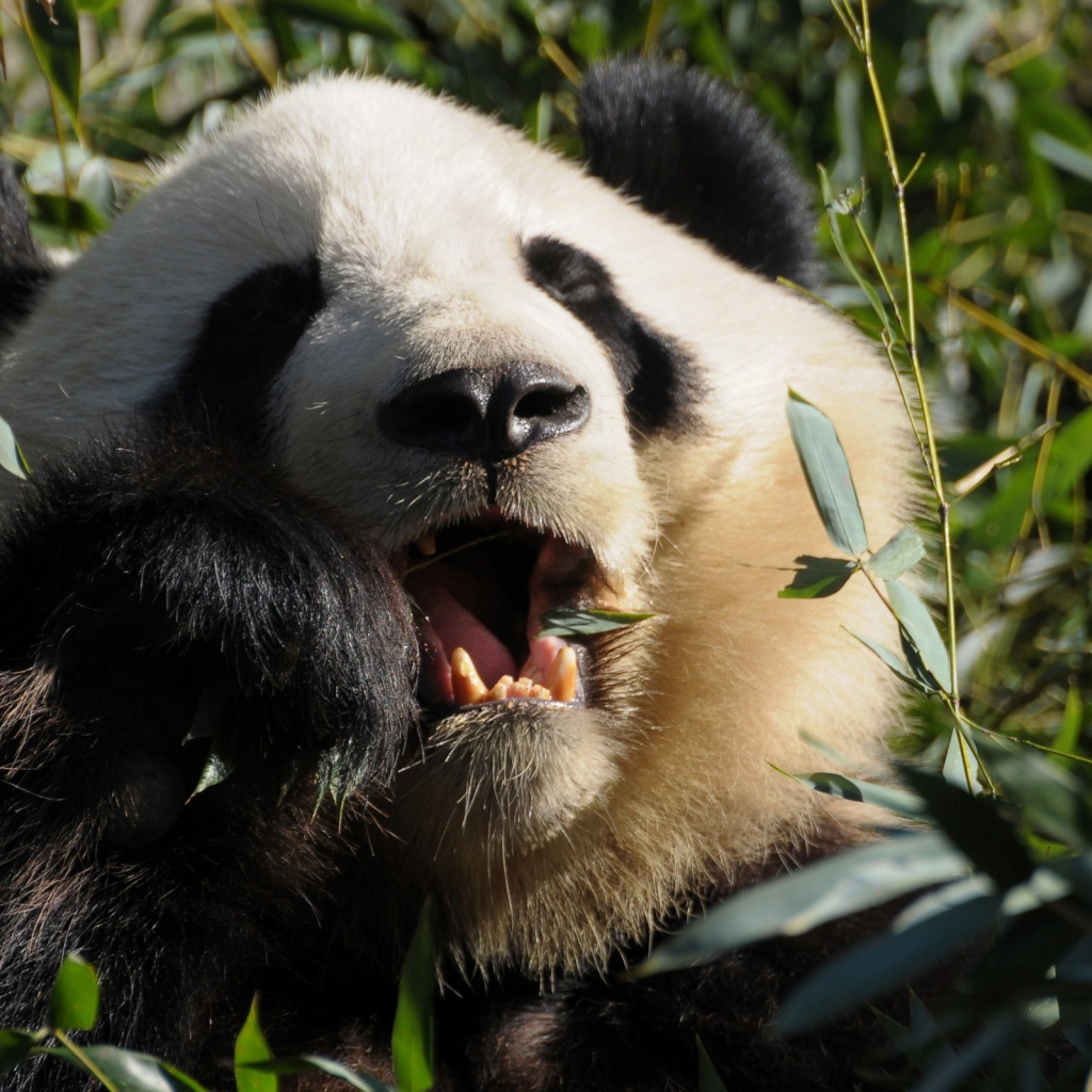 Панда среди зарослей ест листья