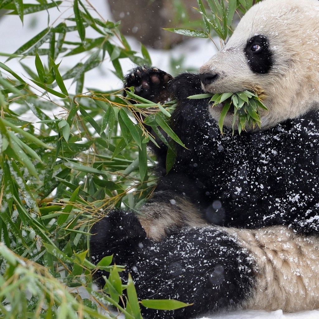 Панда в снегу ест зеленые листья