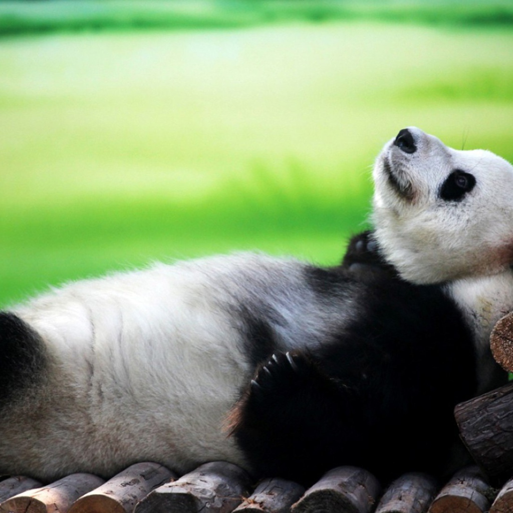 Панда лежит на спине
