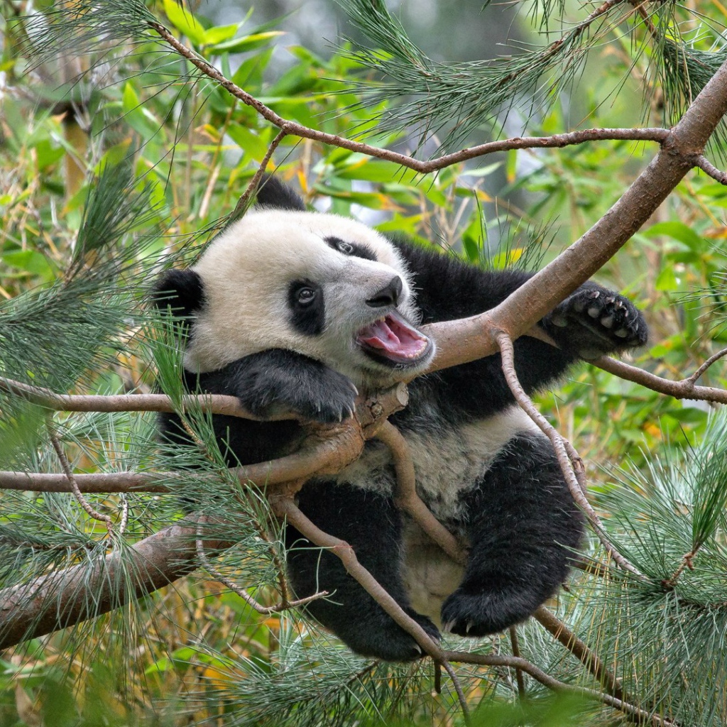 Панда на еловых ветвях