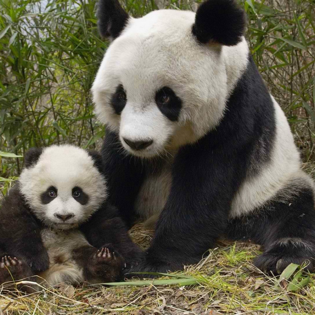 Панда с маленьким детенышем