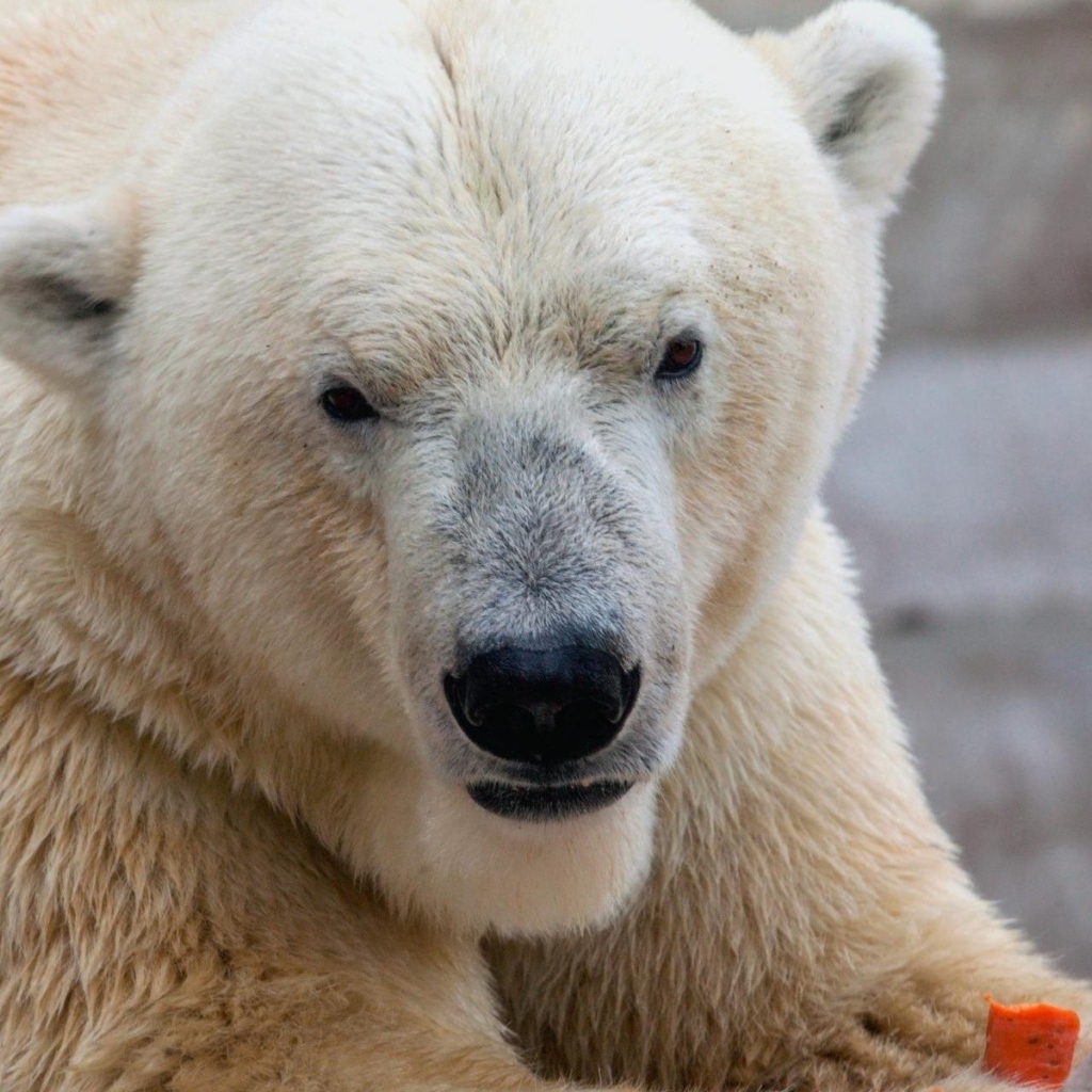 Белый медведь ест морковку