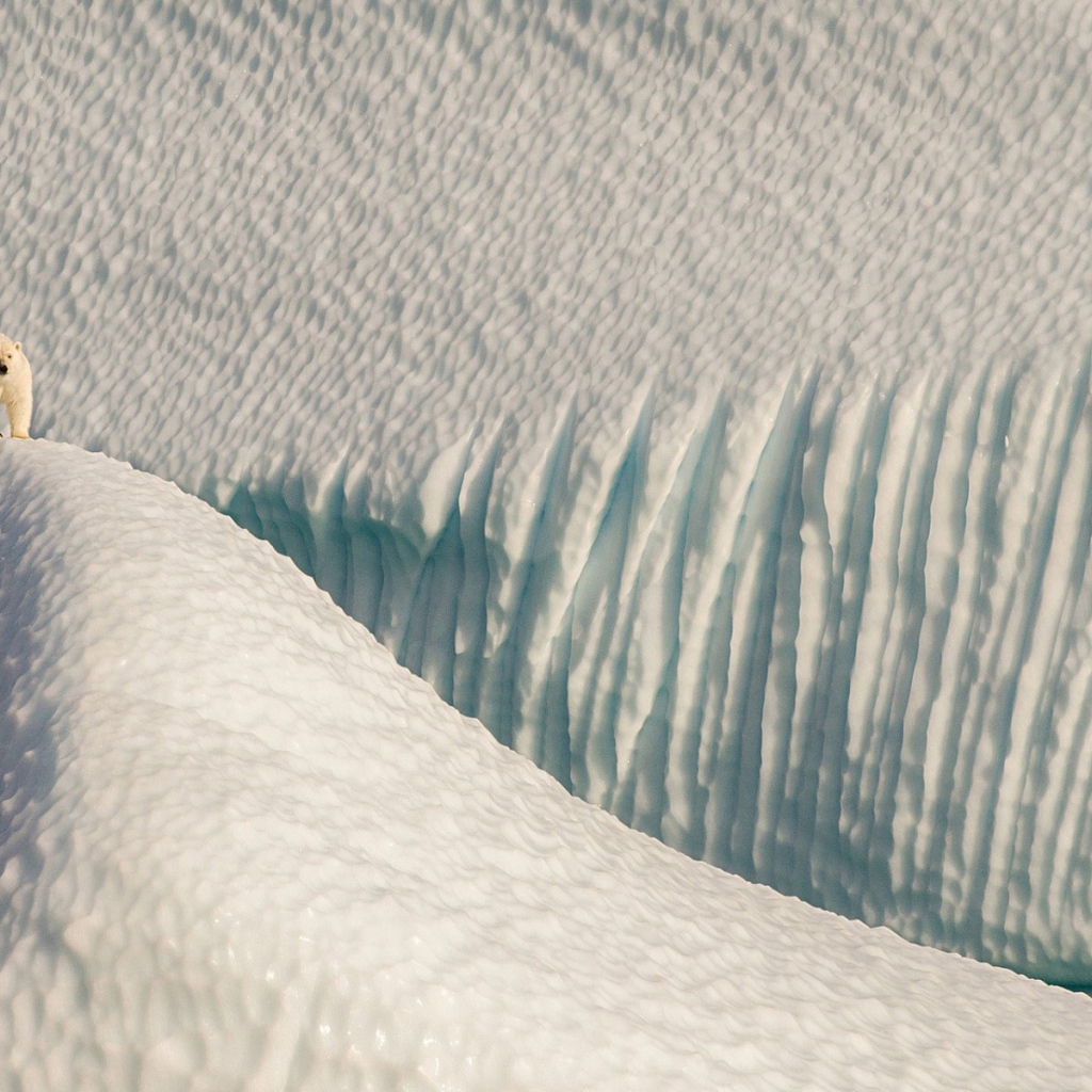 Полярный медведь в снежной пустыне