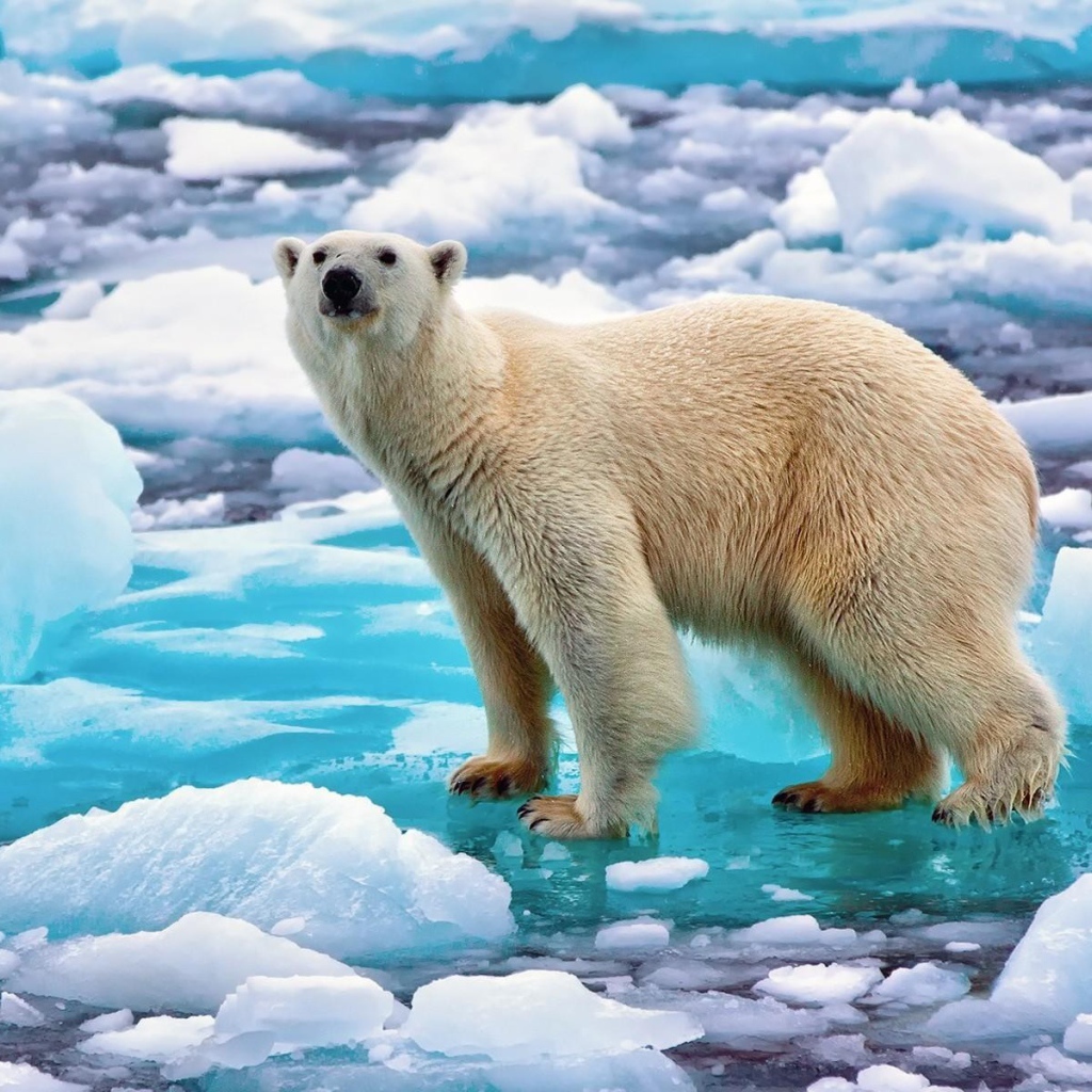 Полярный медведь на голубой льдине