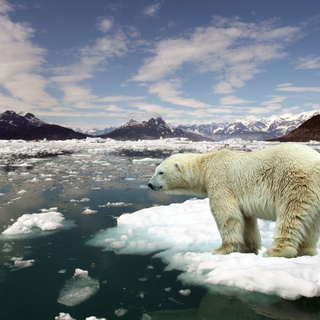 Белый медведь плывет на льдине