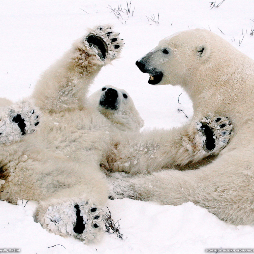Белый медвежонок играет с мамой