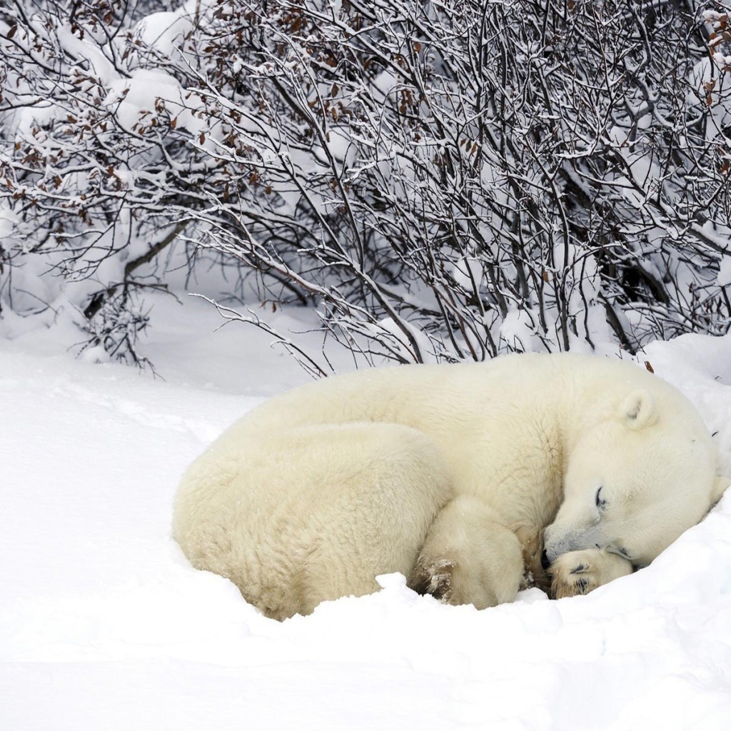Белый медведь спит в снегу