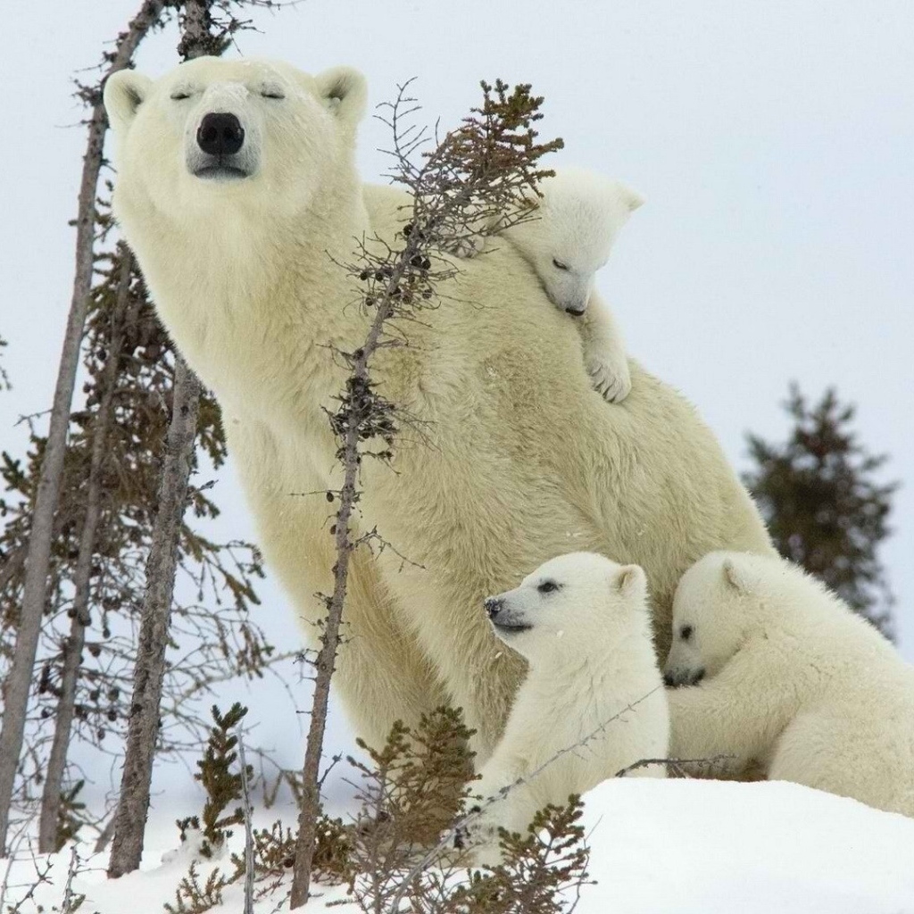 Белый медведь с детками