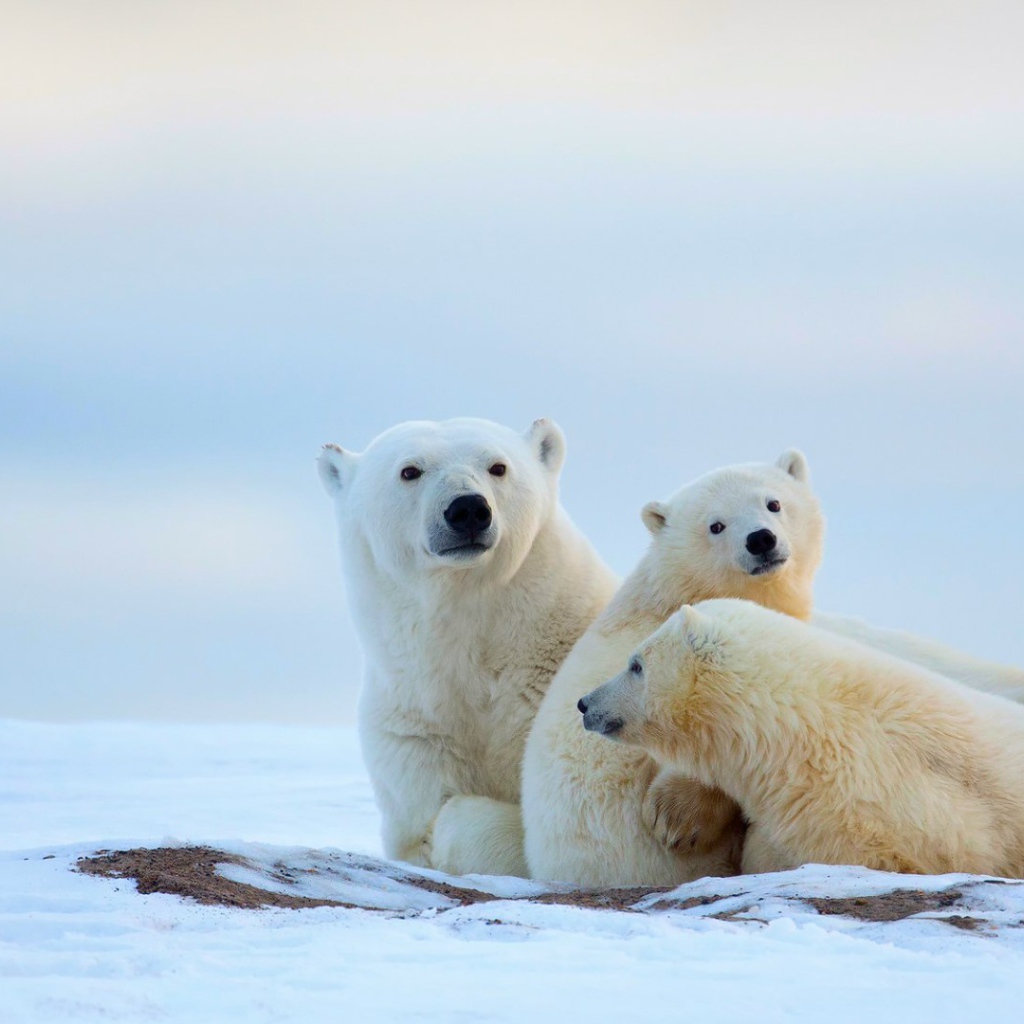 Полярные мишки на снегу