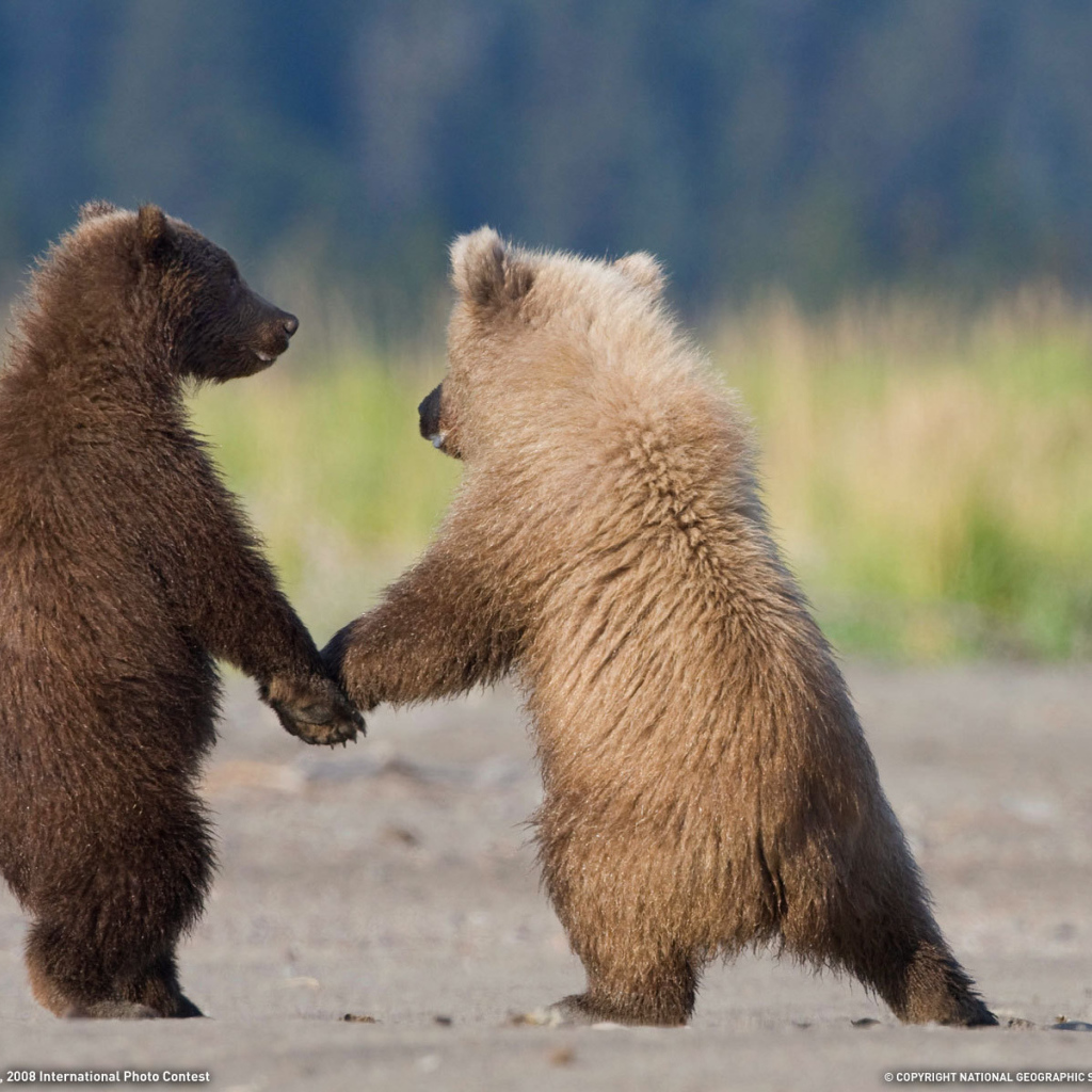 Медвежата держатся за лапы