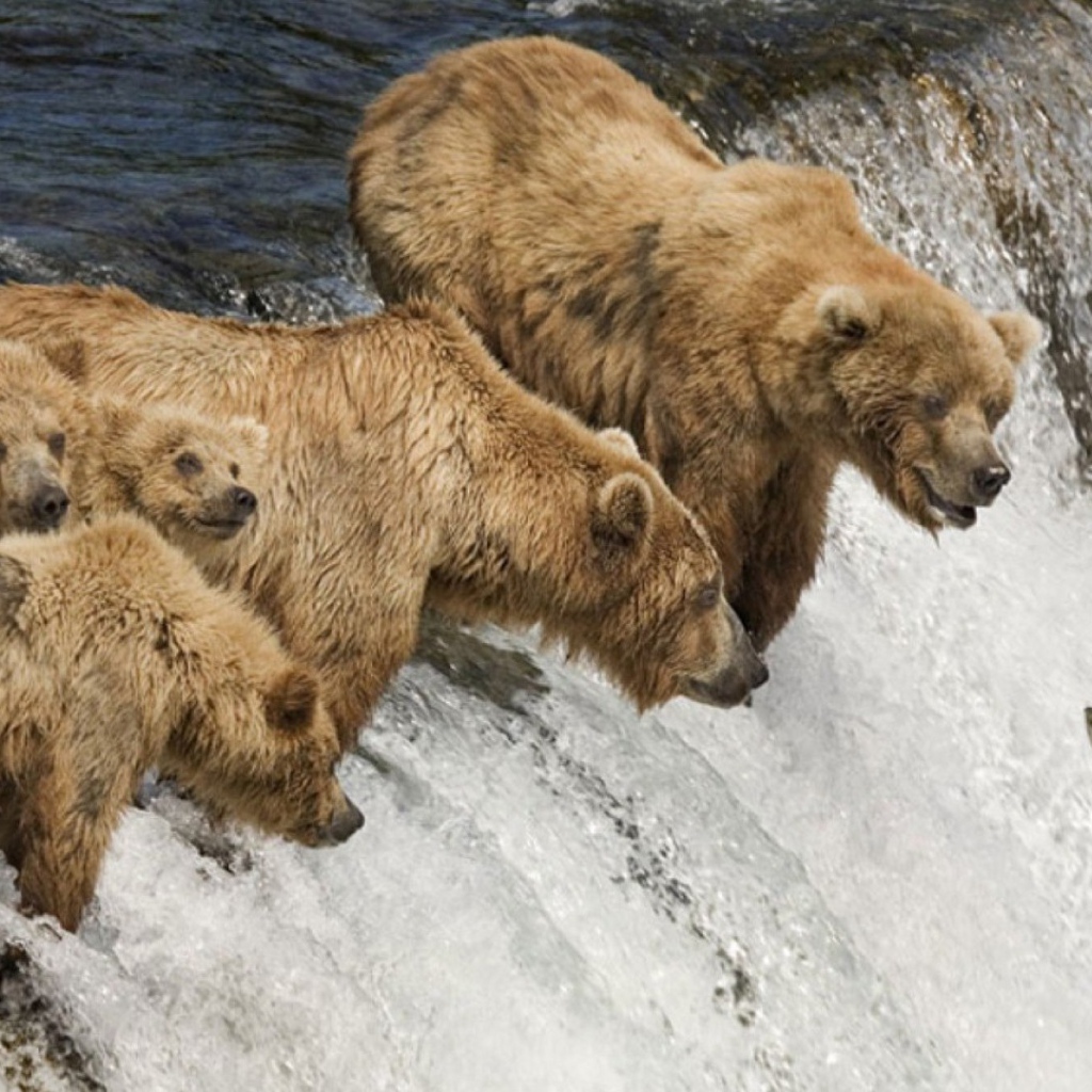 Семья медведей ловит рыбу во время нереста