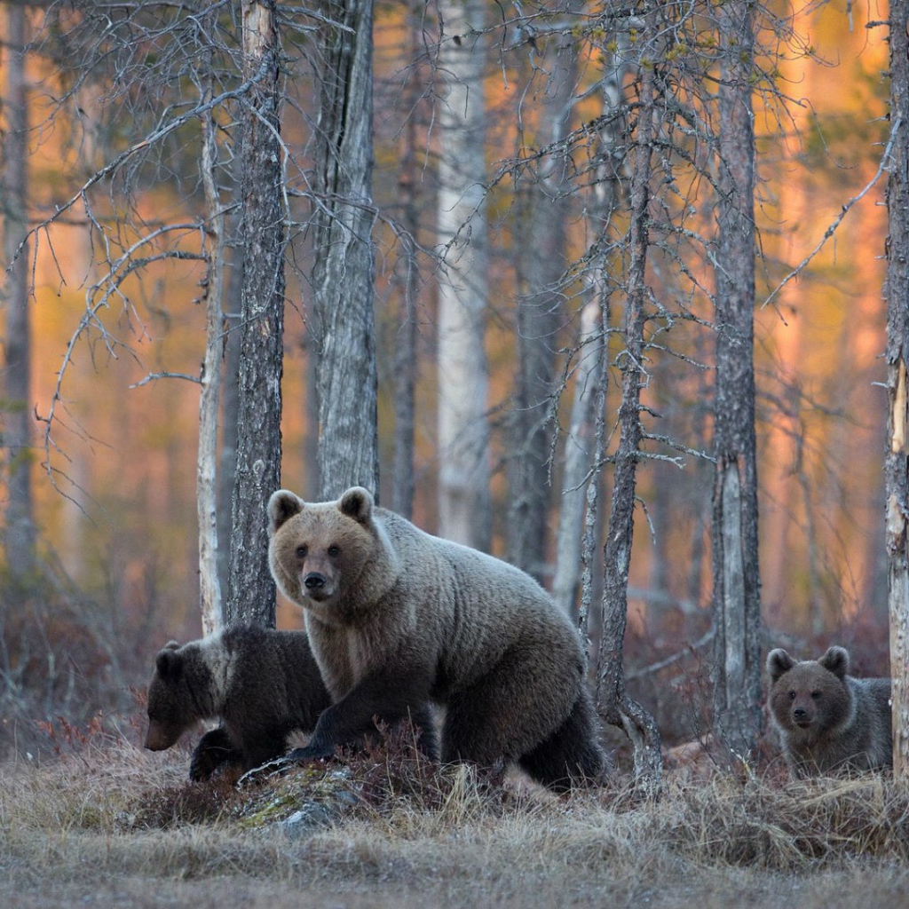 Семья медведей гуляет в лесу