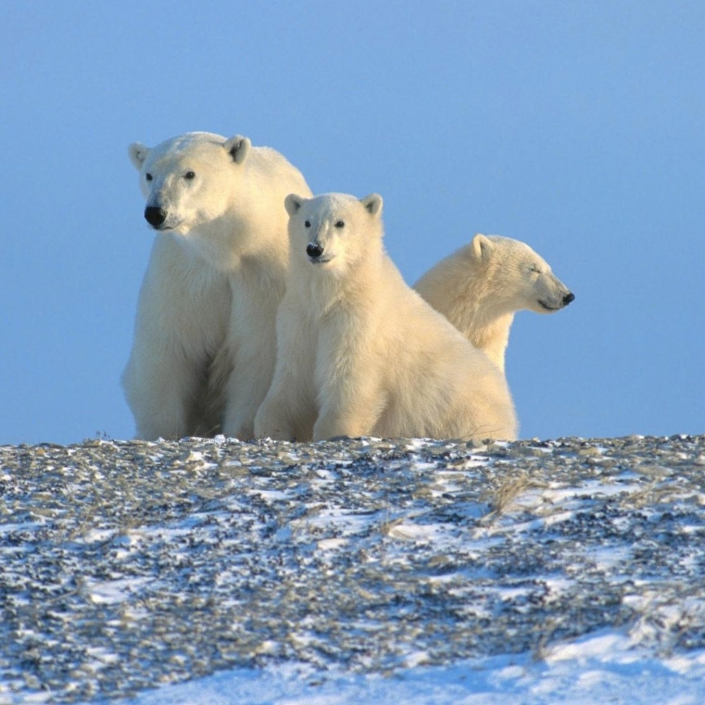 Три белых медведя за полярным кругом