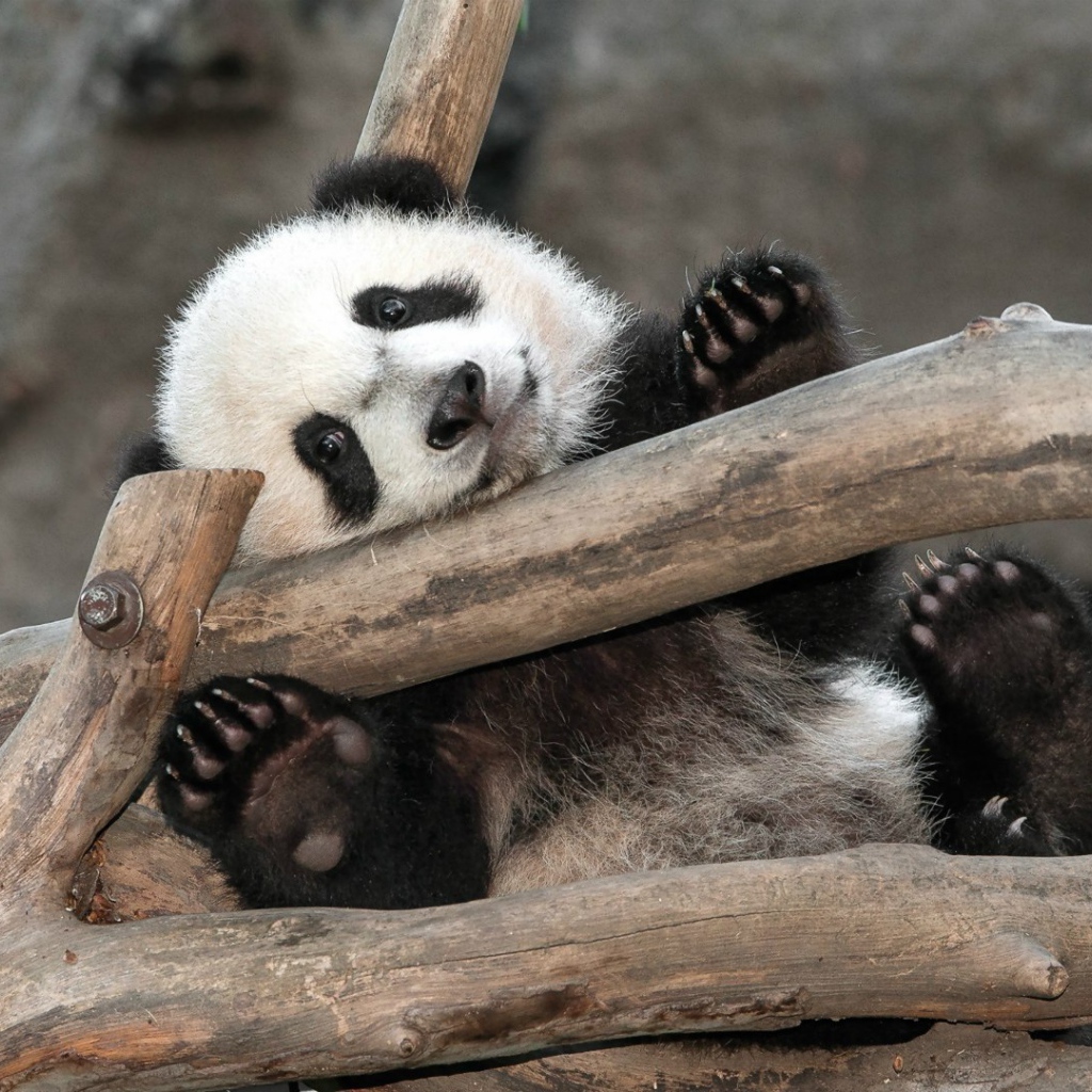 Малыш Панда в зоопарке